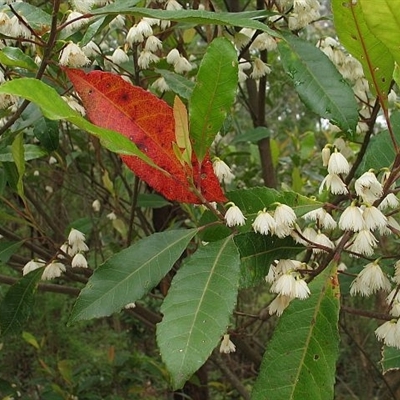 Elaeocarpus reticulatus