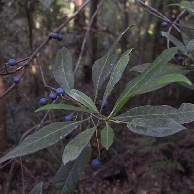 Elaeocarpus reticulatus