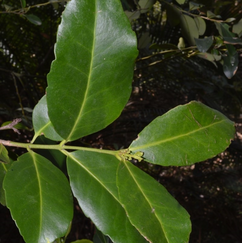 Elaeodendron australe