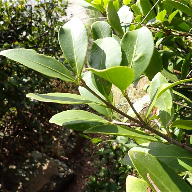 Elaeodendron australe