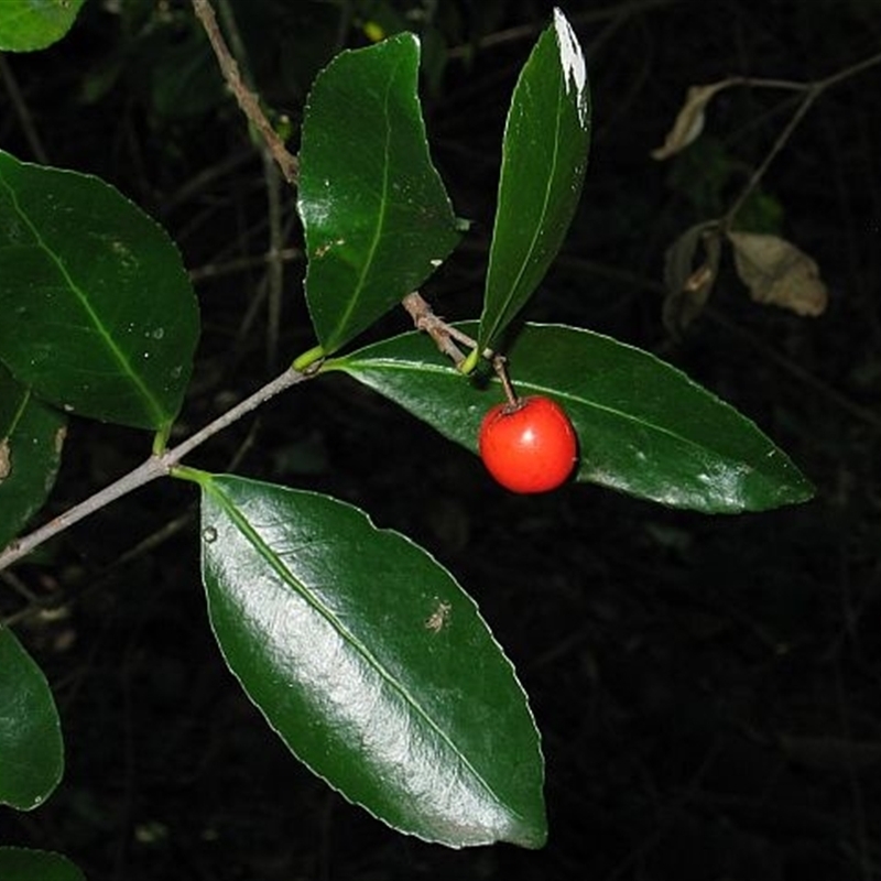 Elaeodendron australe var. australe