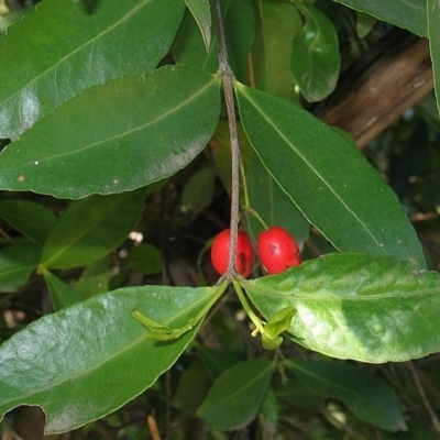 Elaeodendron australe var. australe