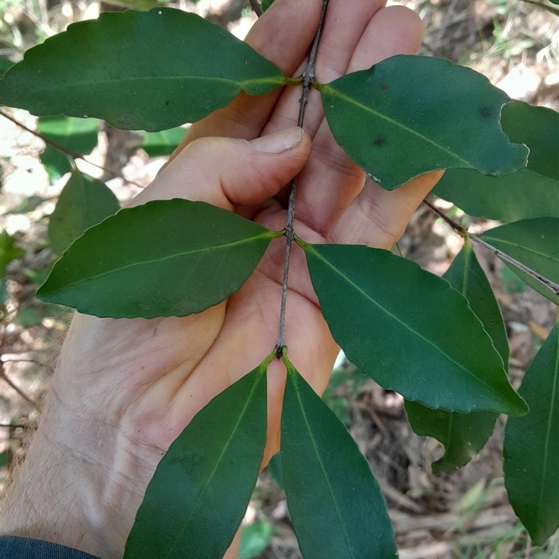 Elaeodendron australe var. australe