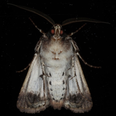 Agrotis porphyricollis