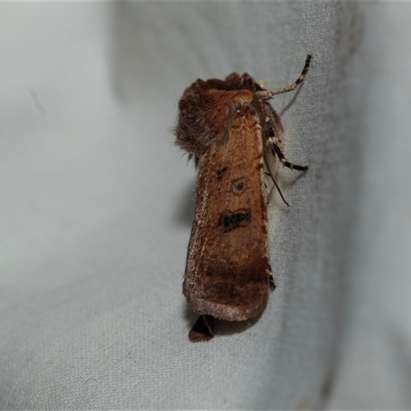 Agrotis porphyricollis