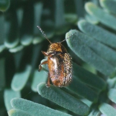 Elaphodes aeneolus