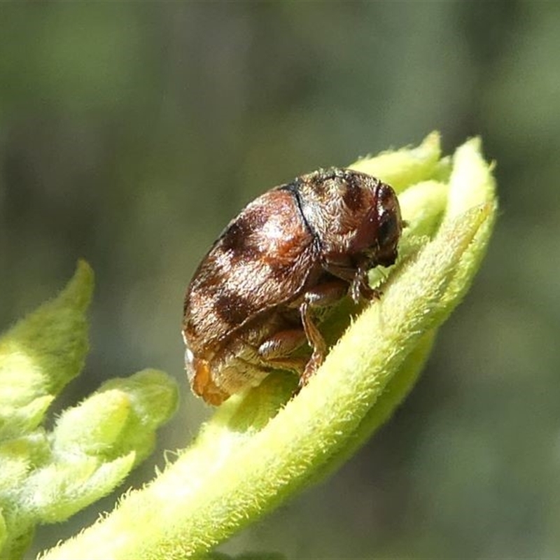 Elaphodes sp. (genus)