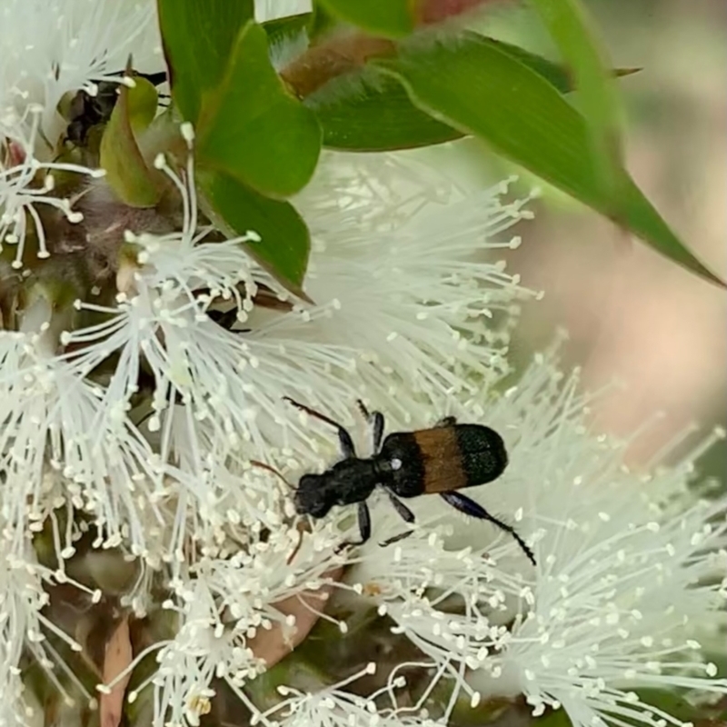 Eleale fasciata