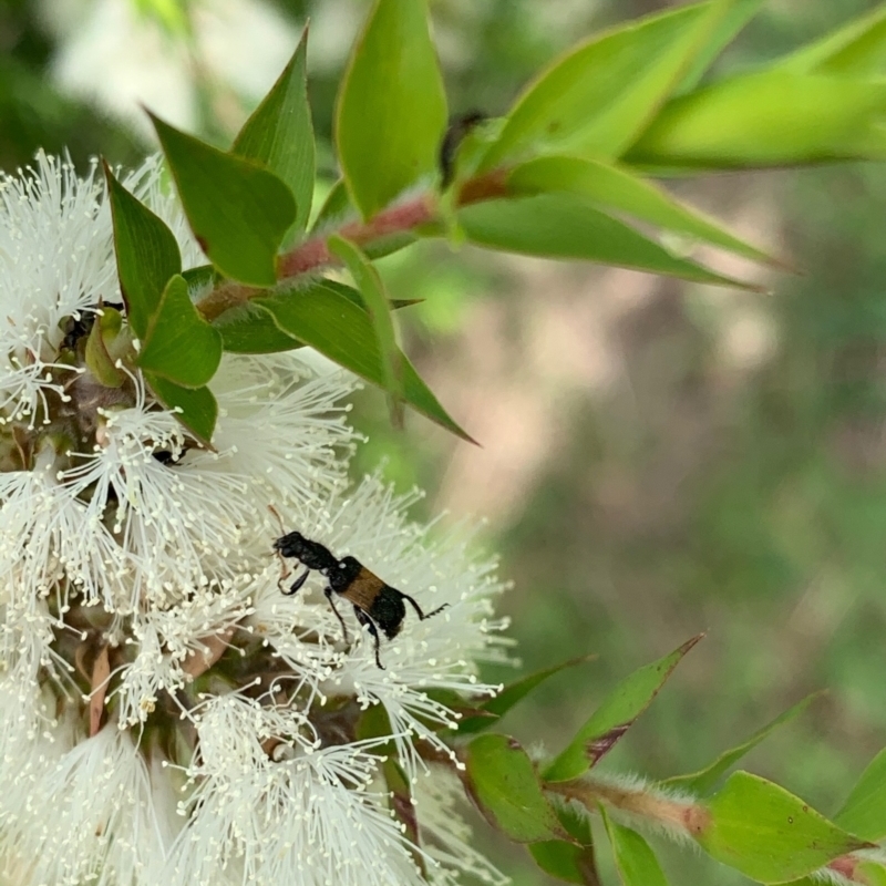 Eleale fasciata