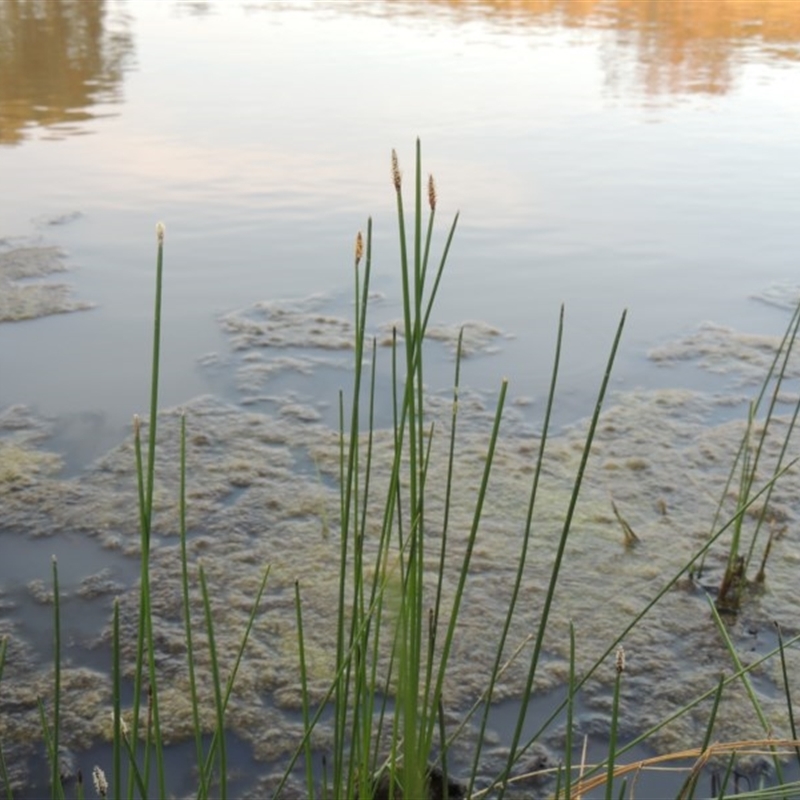 Eleocharis acuta