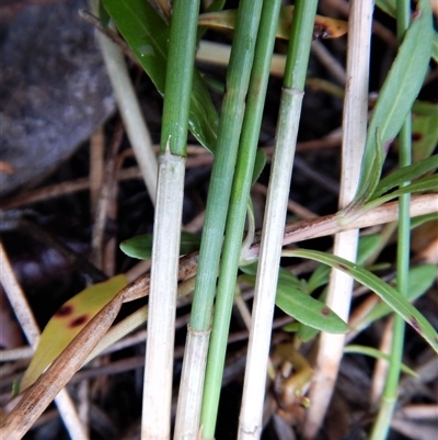 Eleocharis acuta