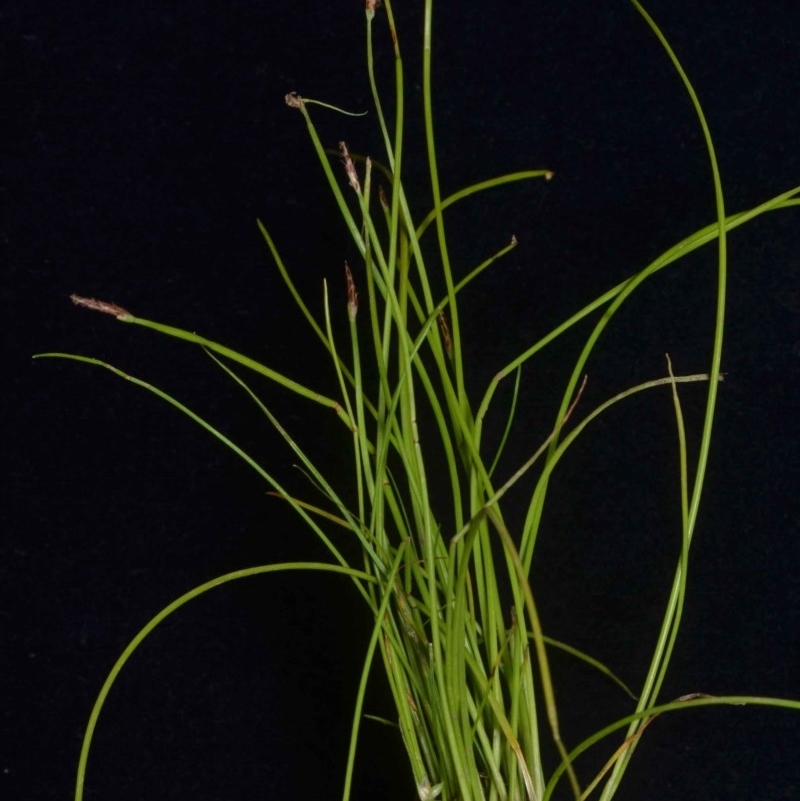 Eleocharis atricha