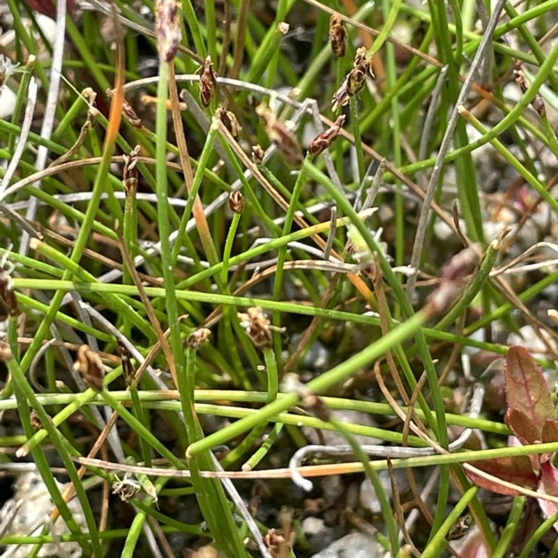 Eleocharis gracilis