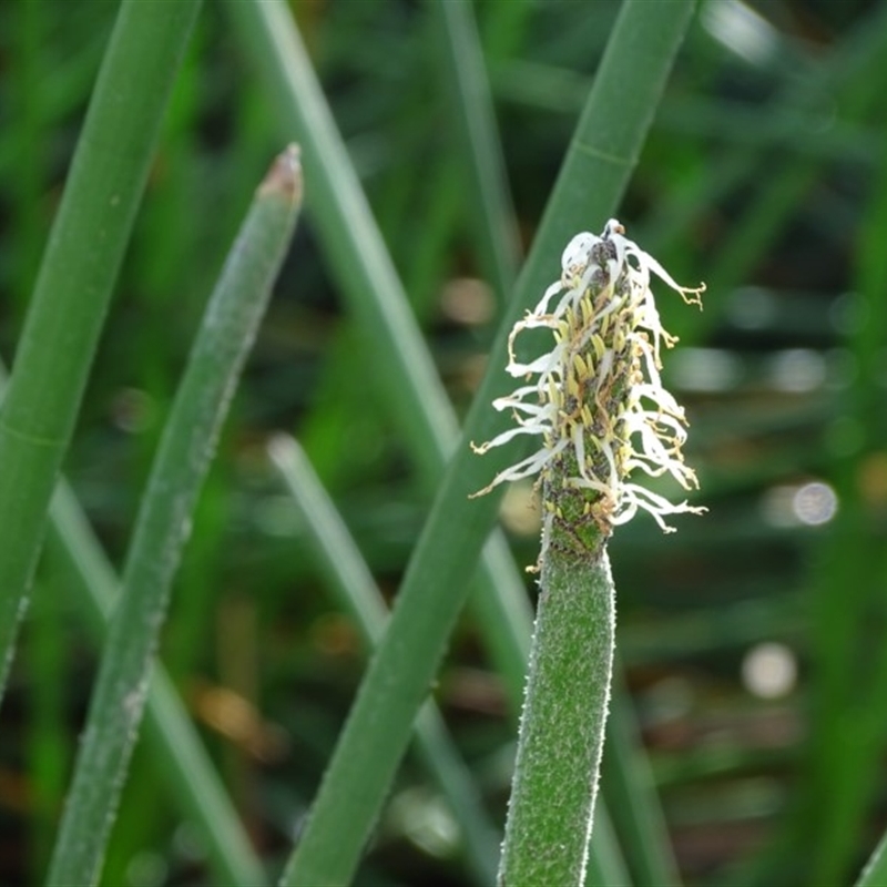 Eleocharis plana
