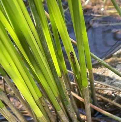 Eleocharis plana