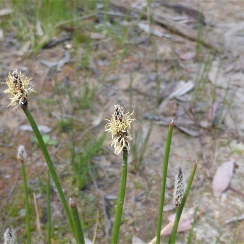 Eleocharis sp.