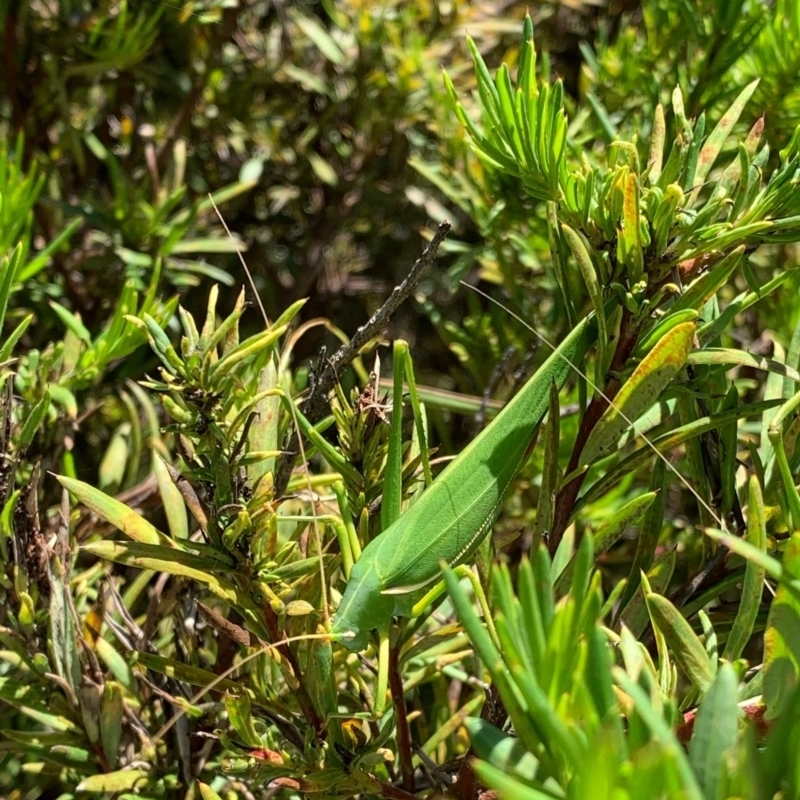 Elephantodeta sp. (genus)