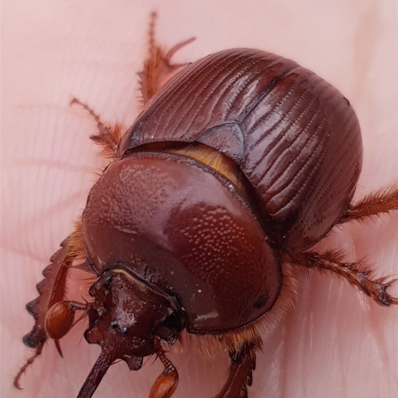 Elephastomus sp. (genus)
