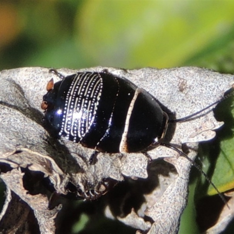 Ellipsidion australe