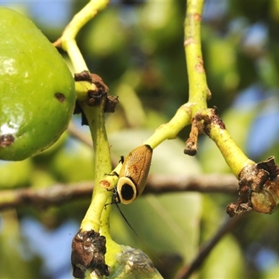 Ellipsidion australe