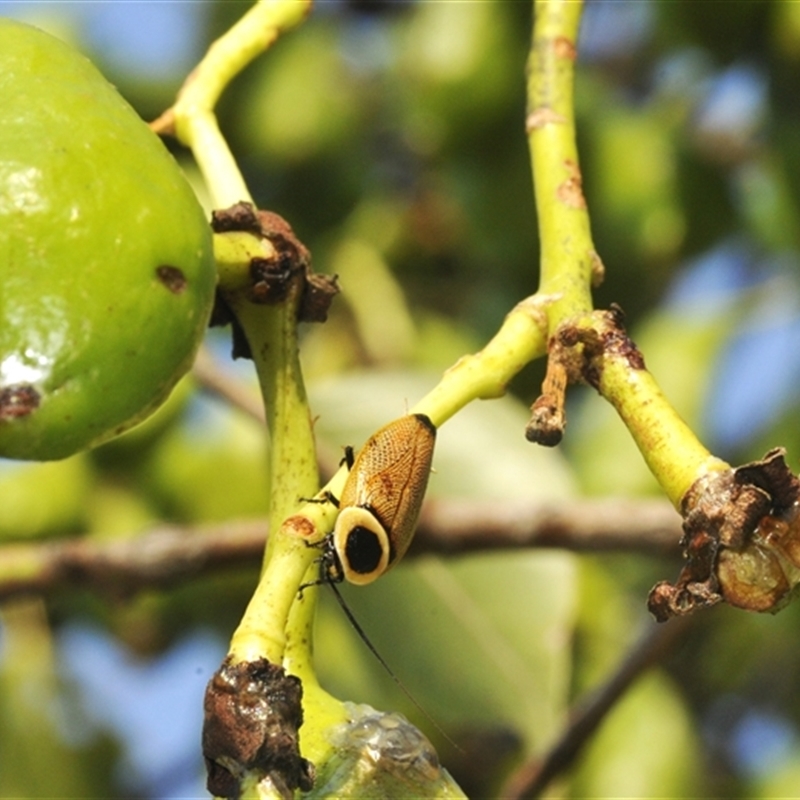 Ellipsidion australe