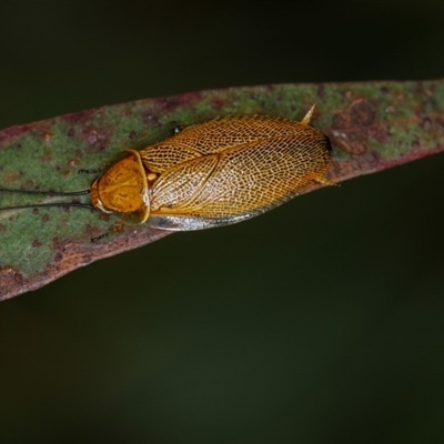 Ellipsidion humerale