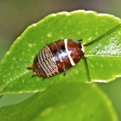 NYMPH