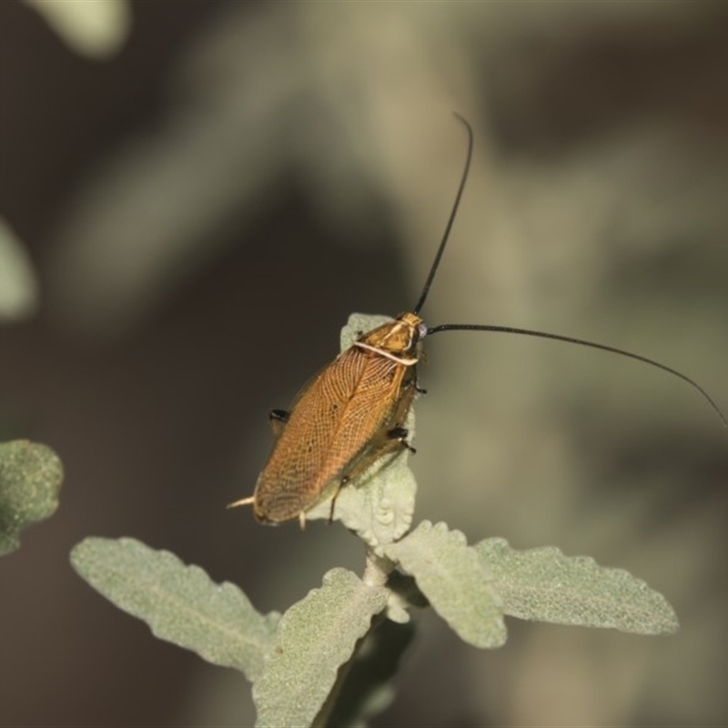 Ellipsidion sp. (genus)