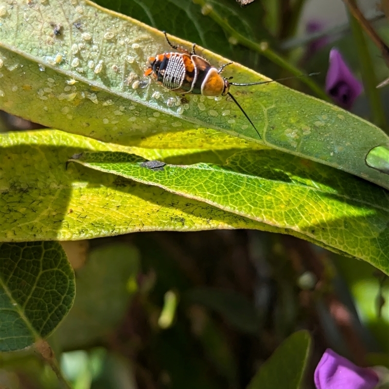 Ellipsidion sp. (genus)