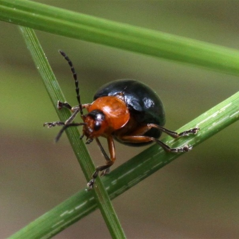 Ellopidia sp. (genus)