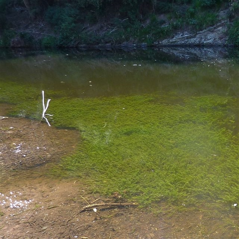 Elodea canadensis