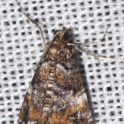 Elophila responsalis