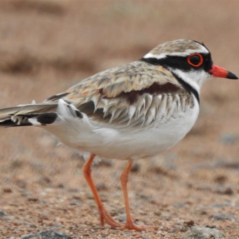 Charadrius melanops