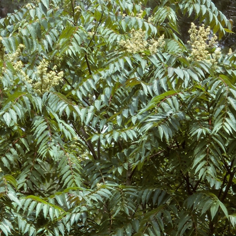 Ailanthus altissima