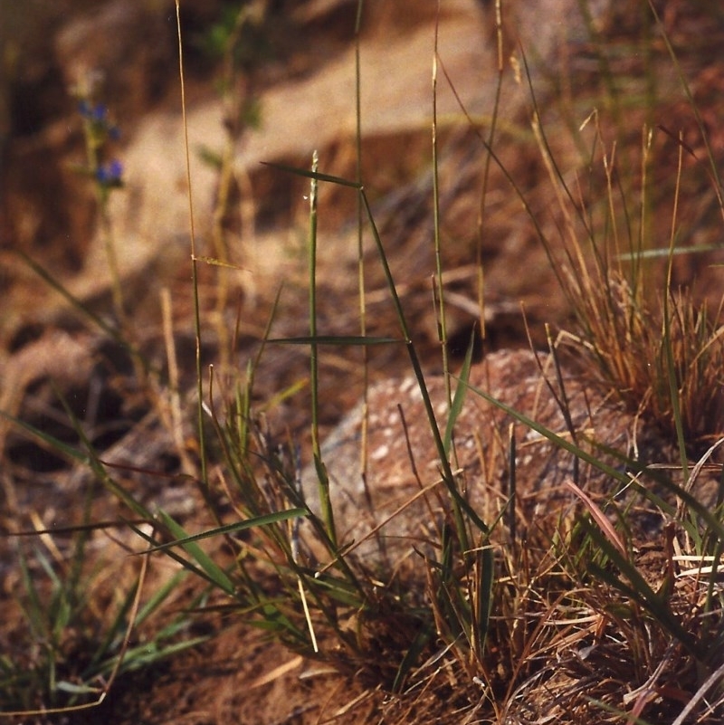 Anthosachne scabra