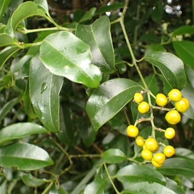 Emmenosperma alphitonioides