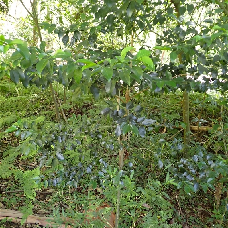 Emmenosperma alphitonioides