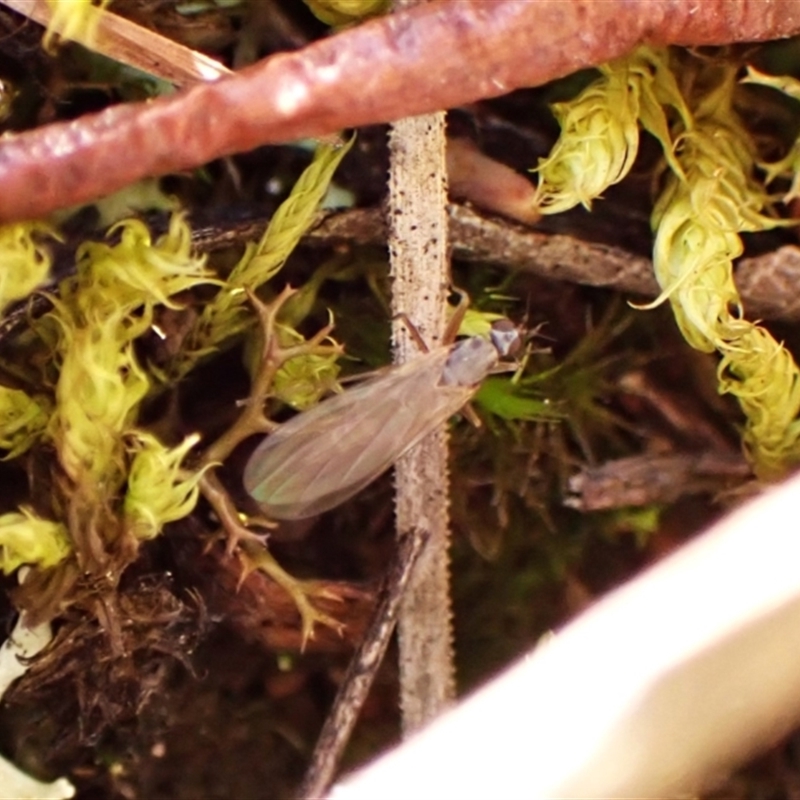 Empididae (family)