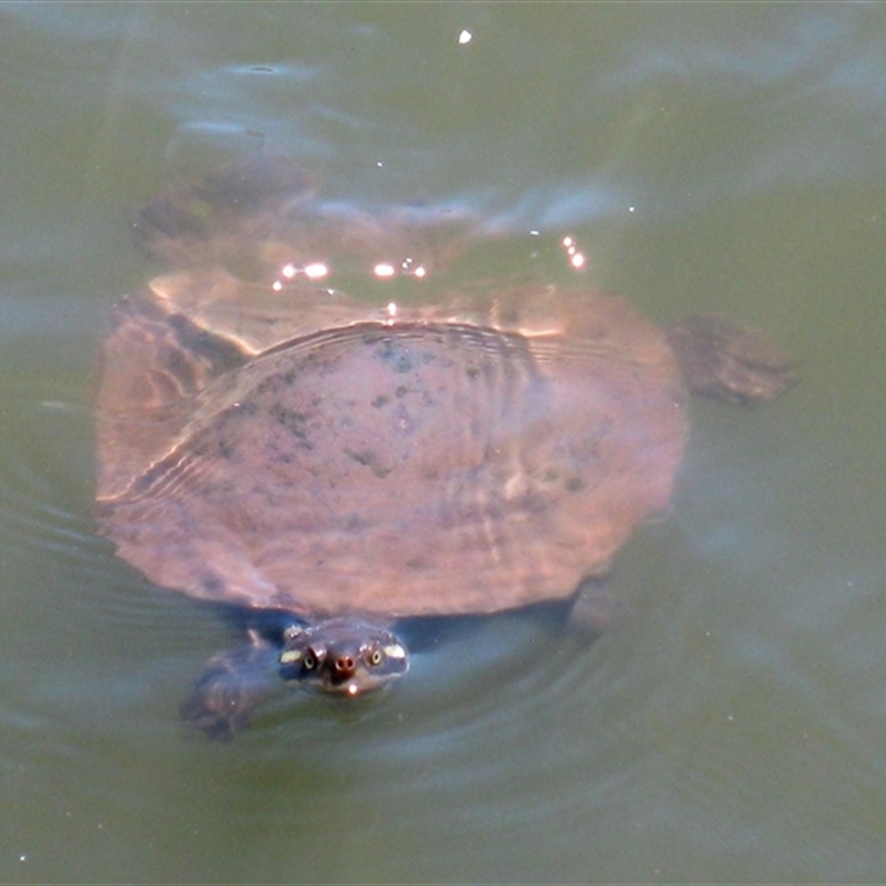 Emydura macquarii kreffti