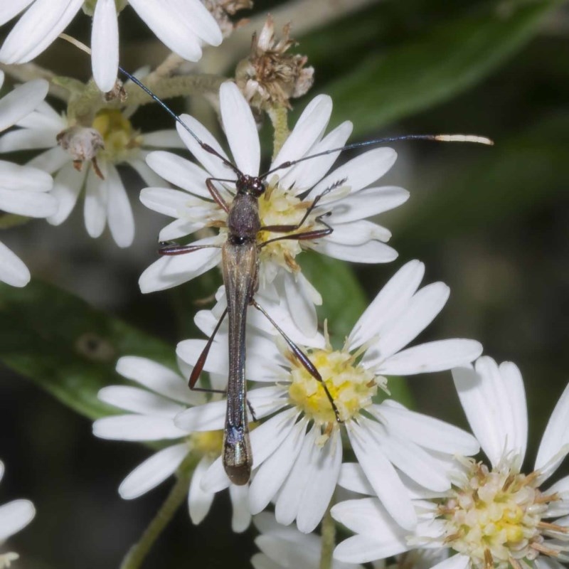 Enchoptera apicalis