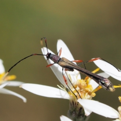 Enchoptera apicalis