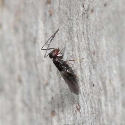 Encyrtidae (family)