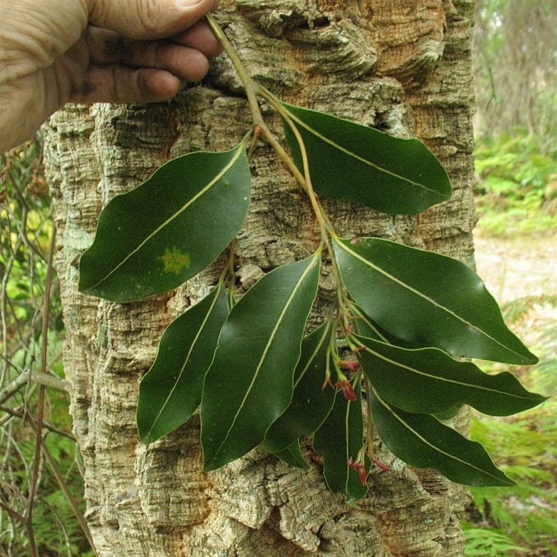 Endiandra sieberi