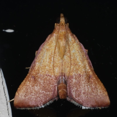 Endotricha pyrosalis
