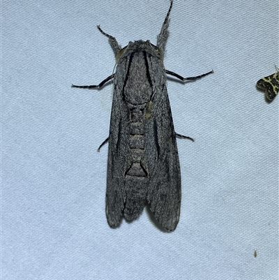 Endoxyla (genus)