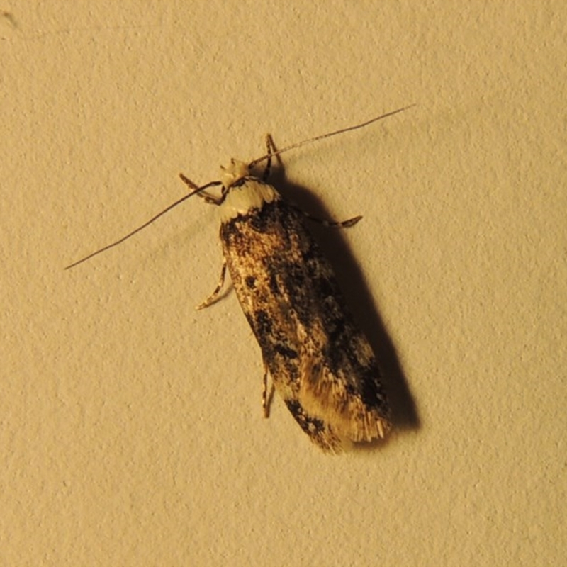 Endrosis sarcitrella