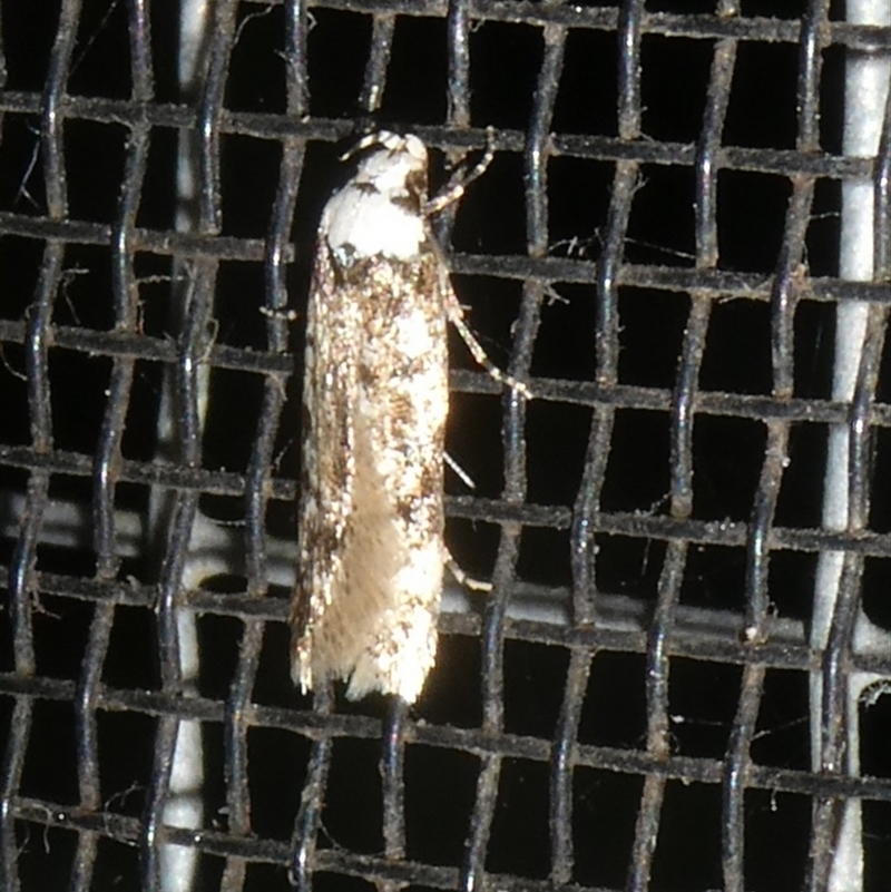 Endrosis sarcitrella