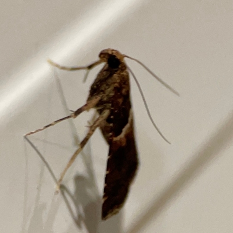 Endotricha puncticostalis