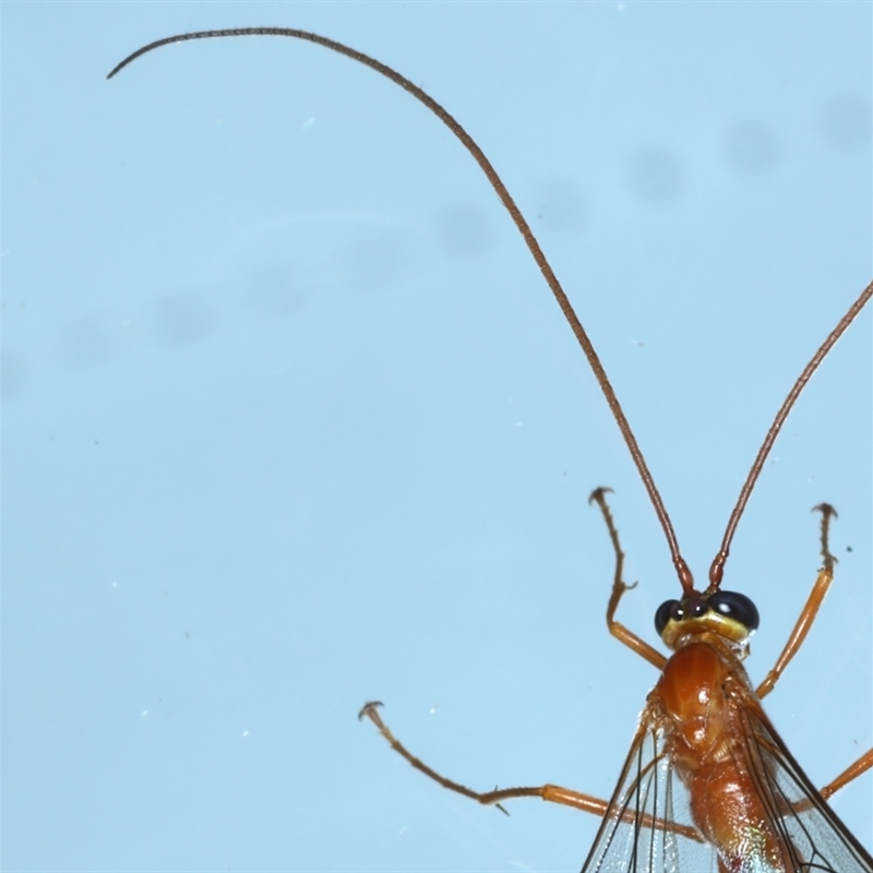 Enicospilus coarctatus