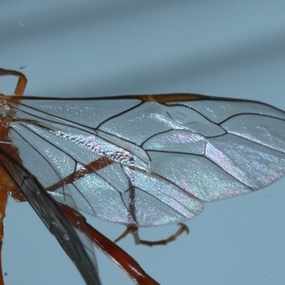 Enicospilus coarctatus